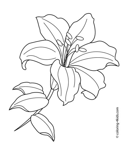 White Lily Flower Drawing at GetDrawings | Free download