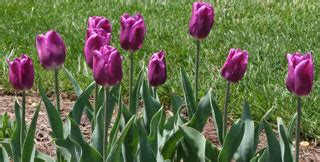 Tulip, 'Purple Flag' - De Groot, Inc. - Perennials, Daylilies, Fruits ...