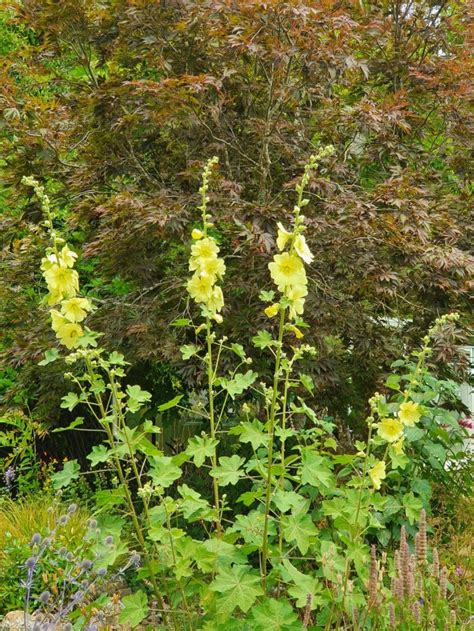 Alcea rugosa - 9cm pot