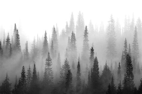 Black and White Forest Wallpapers - Top Free Black and White Forest ...