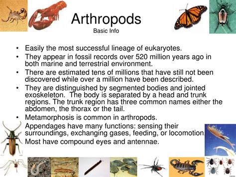 PPT - Arthropods PowerPoint Presentation, free download - ID:92086