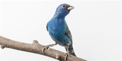 Indigo bunting | Smithsonian's National Zoo