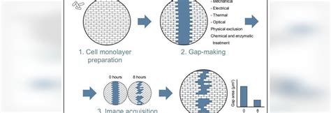 Wound healing assay - what, why and how - Emmasingel 33, 5611 AZ ...