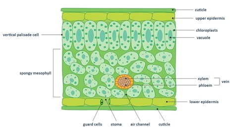 Leaf Diagram Labeled Photosynthesis