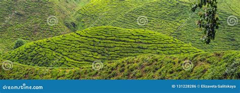 Amazing Landscape View of Tea Plantation in Sunset, Sunrise Time ...