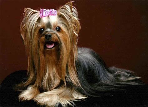 Yorkie haircuts for males and females (60 + pictures) - Yorkie.Life