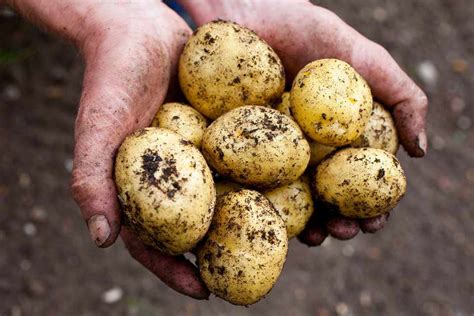 Chitting Seed Potatoes | Carpenters Nursery