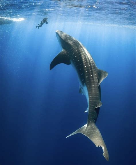 The size of a whale shark compared to a diver : r/interestingasfuck