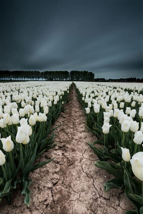 Tulip Fields in 'De Klinge', Belgium