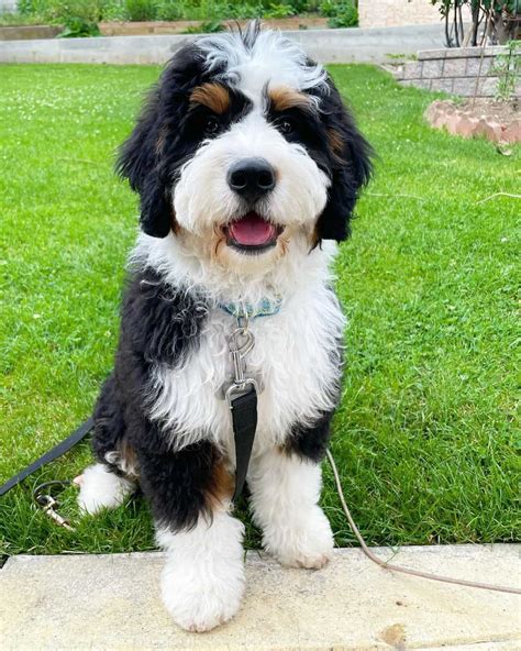 Bernedoodle Colors: Most Common, Most Expensive, And The Rarest