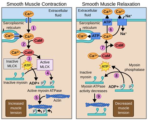 Mechanism Of Skeletal Muscle Contraction Muscle Contraction Skeletal ...