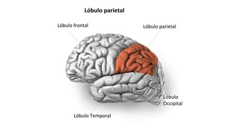 Lóbulo parietal / anatomía, irrigación, áreas, función