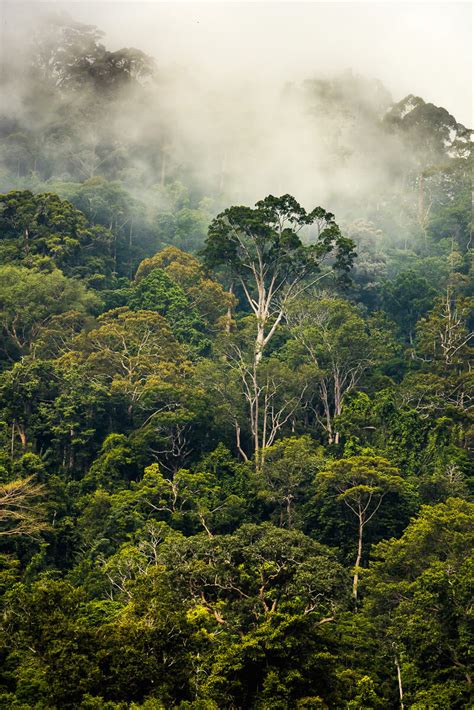 Into the heart of Malaysia. Sneaking through the rainforest - 4ever.travel