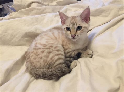 Name this kitten! (Female snow bengal) : r/bengalcats