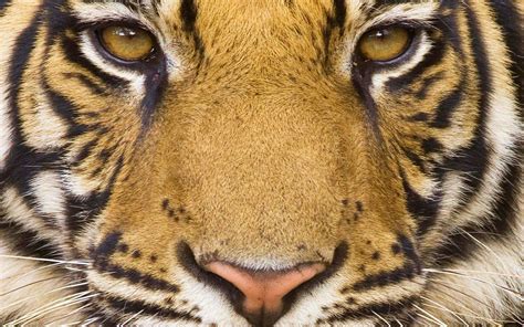 Free photo: Bengal Tiger Closeup - Animal, Bengal, Cat - Free Download ...