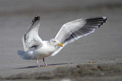 Western Gull | BirdPhotos.com