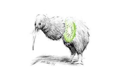 Classic Anatomy of a Kiwi Bird by Dalto11 on DeviantArt