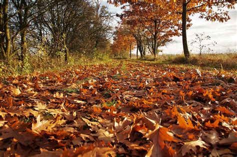 Don't burn leaves or brush in November - Farm and Dairy