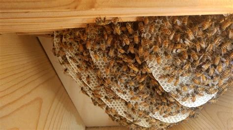 2276 best Bee Hive images on Pholder | Beekeeping, Bee Swarm Simulator ...