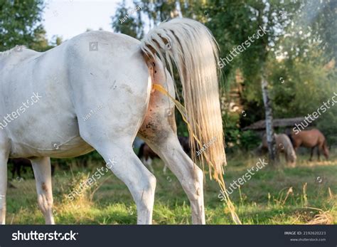 White Mare Horse Peeing Meadow Raised Stock Photo 2192620223 | Shutterstock