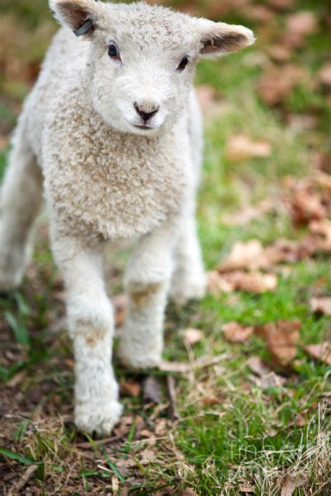 Cute Baby Lamb Photograph by Lara Morrison - Pixels