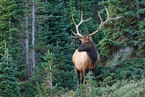 Elk - Colorado Wildlife Council