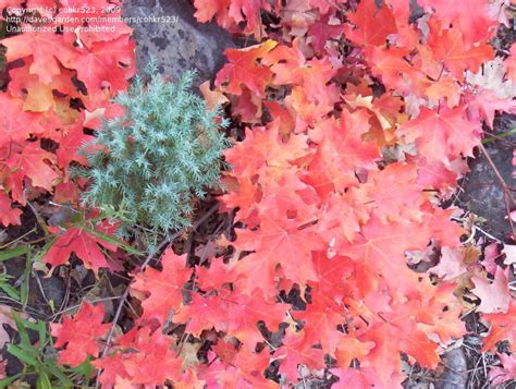 PlantFiles Pictures: Big Tooth Maple, Canyon Maple (Acer grandidentatum ...