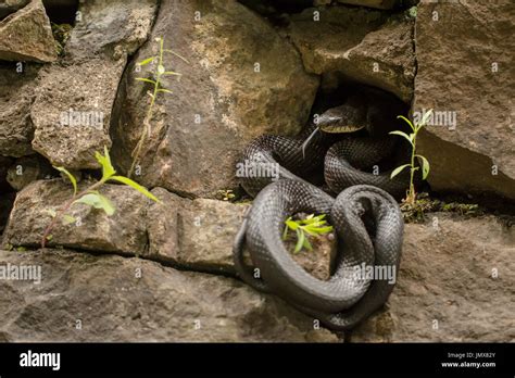 Eastern black rat snake - Pantherophis alleghaniensis Stock Photo - Alamy