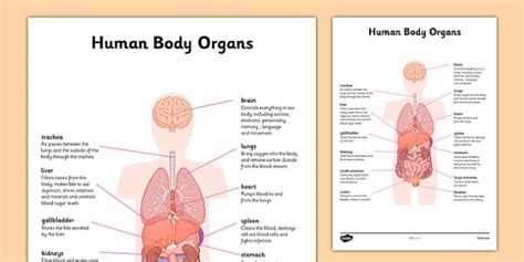 Organ Map | Diagram of Human Body Internal Organs Functions