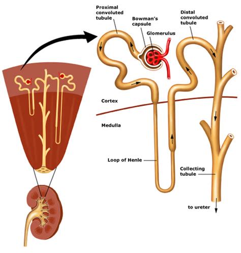 Renal disease Flashcards | Quizlet