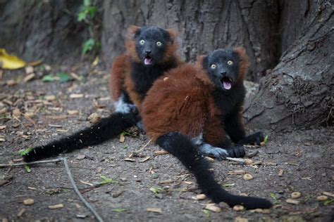 Animals Born at Dublin Zoo in 2018 - Dublin Zoo