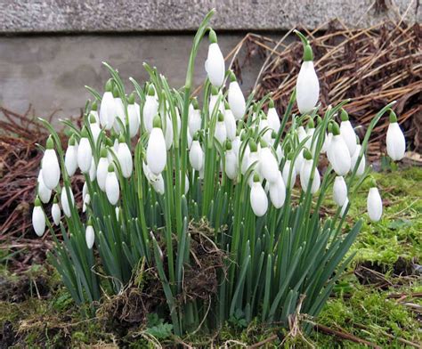 Frieda Oxenham: Snowdrops for FlowerFriday