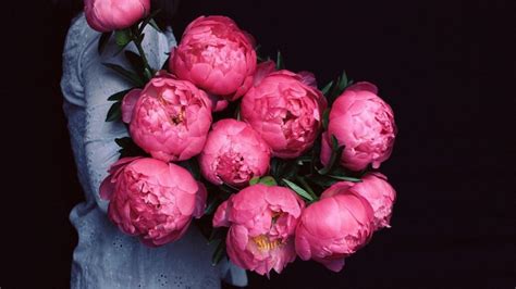 Peony Desktop Wallpapers - Top Free Peony Desktop Backgrounds ...