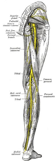 Common fibular nerve - Wikipedia