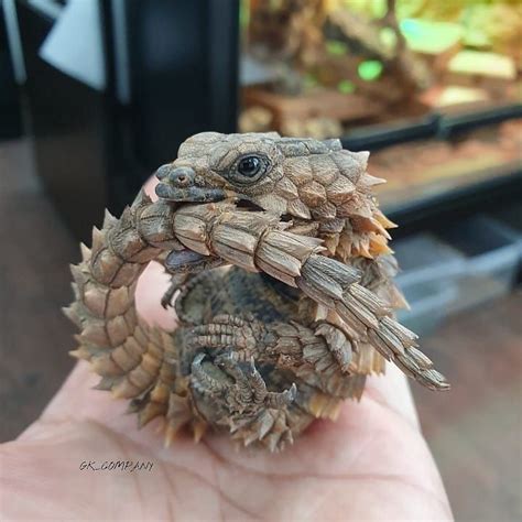 Armadillo lizard care sheet - beerdarelo