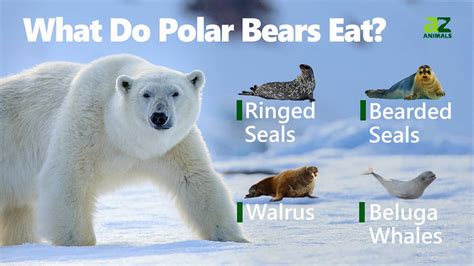 Polar Bear - A-Z Animals