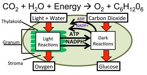 Photosynthesis | MrKubuske.com