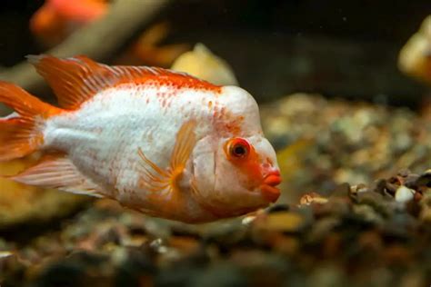 Flowerhorn Cichlid Care Guide: Fact Sheet, Breeding, Behavior, & More