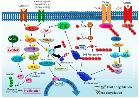 IJMS | Free Full-Text | Activation of the Ubiquitin Proteasome Pathway ...