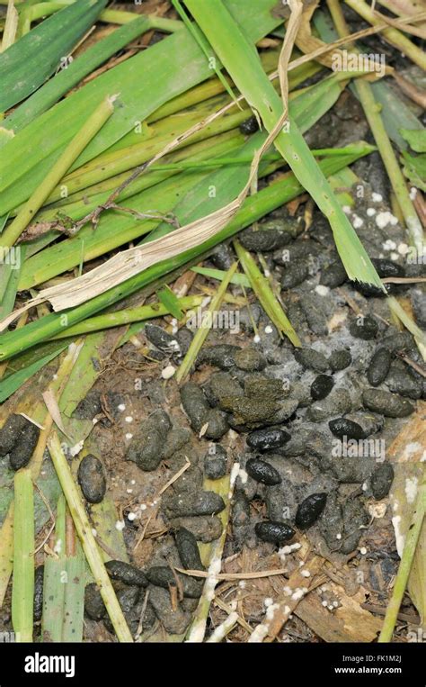 Voles latrines hi-res stock photography and images - Alamy