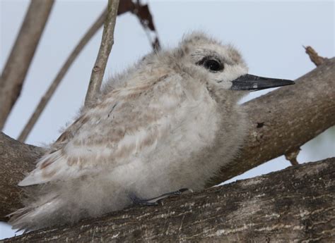 Fairy Tern chick | Bird Watching Tours - Bird watching Holidays and ...