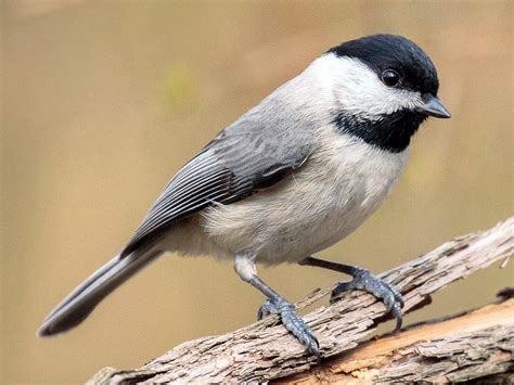 Carolina Chickadee - eBird | Chickadee, Nuthatch, Ornithology