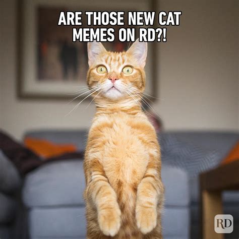 Cat Memes That Are so Hilarious You'll Laugh at Them Every Time