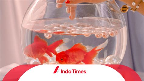 Ingin Pelihara Ikan Hias Kecil yang Keren di Rumah Anda? Ini 10 ...