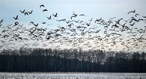 Predicting 50,000 years of bird migrations