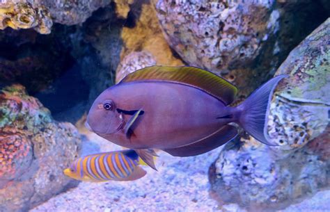 Epaulette Surgeonfish (Acanthurus nigricauda) - ZooChat