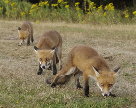 Fox cubs | I've just found out that I've has this accepted f… | Flickr