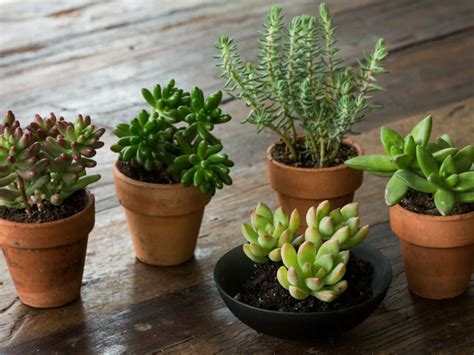 How to Grow and Care for Sedum Indoors | World of Succulents