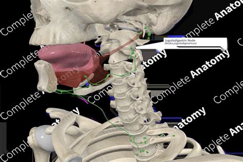 Jugulodigastric Node | Complete Anatomy