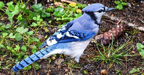 Types of Jay Birds in Texas - Texas Wildlife Exemptions, Plans and ...